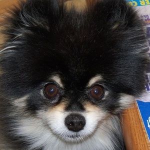 Meet your Posher, Sue